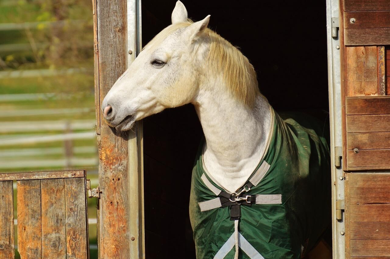 An Horse on the Equine Market